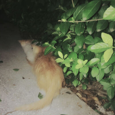 公园遇见被遗弃的猫咪