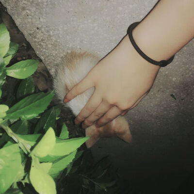 公园遇见被遗弃的猫咪