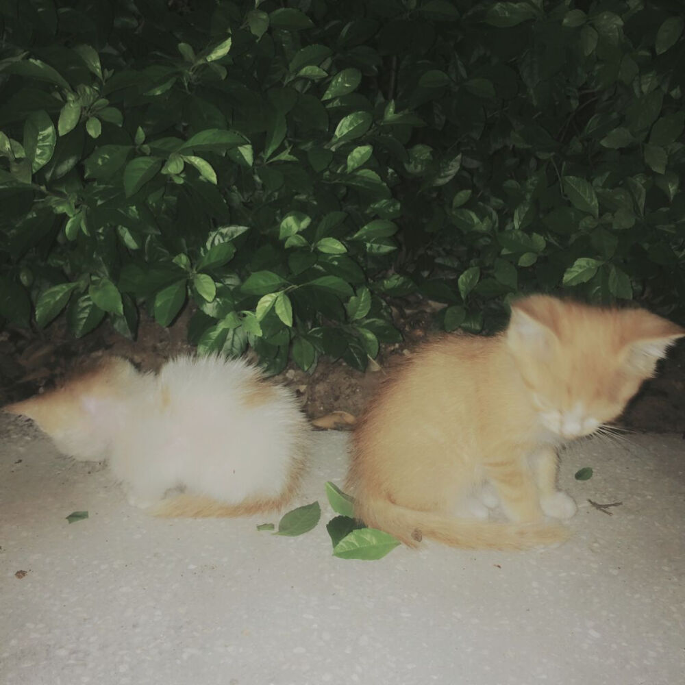 公园遇见被遗弃的猫咪