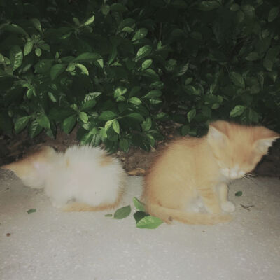 公园遇见被遗弃的猫咪