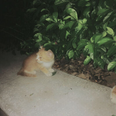 公园遇见被遗弃的猫咪