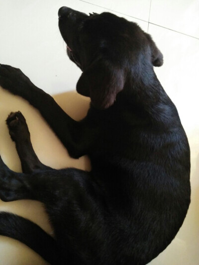 闺蜜家的狗狗♡