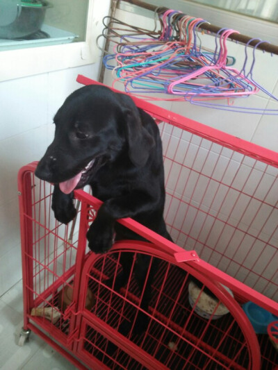 闺蜜家的狗狗♡