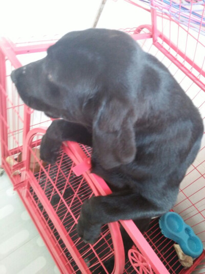 闺蜜家的狗狗“谢谢”