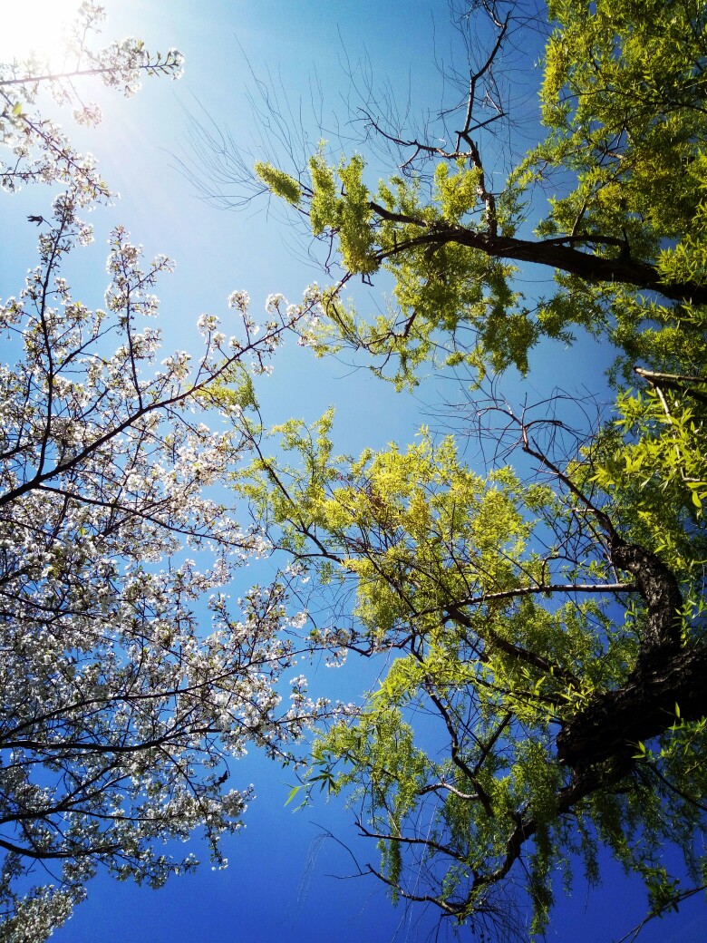 花非花柳非柳