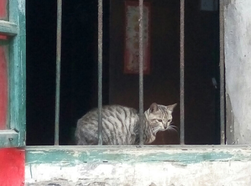 窗台猫