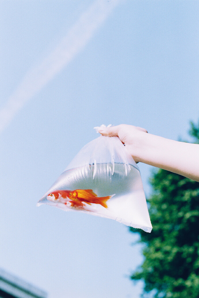 清新 鱼 水 金鱼 蓝色