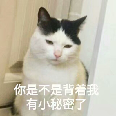 猫の