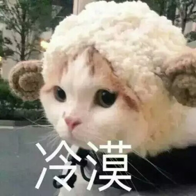 猫の