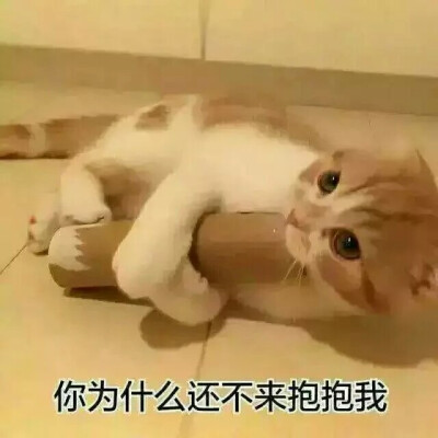 猫の