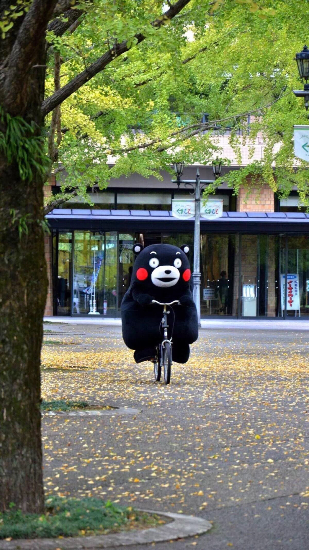 熊本熊壁纸