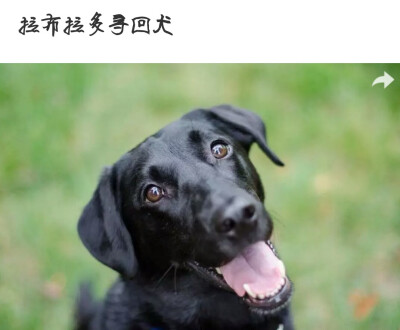 犬