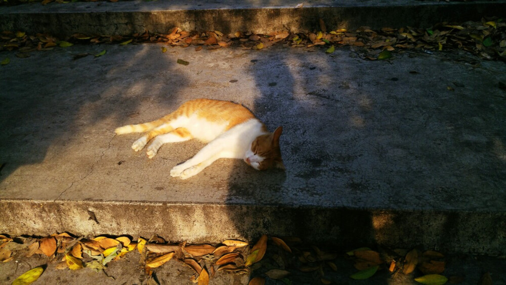 下课后在二运小树林的石阶上，发现一只正在打盹的猫ฅ՞•ﻌ•՞ฅ