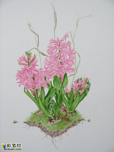 彩铅 花卉 植物 插画