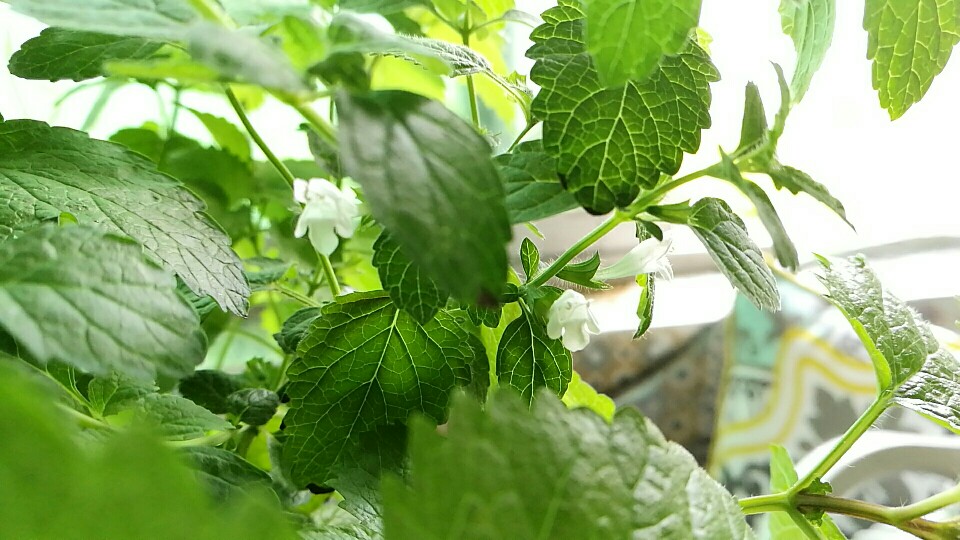 植物摄影，薄荷花