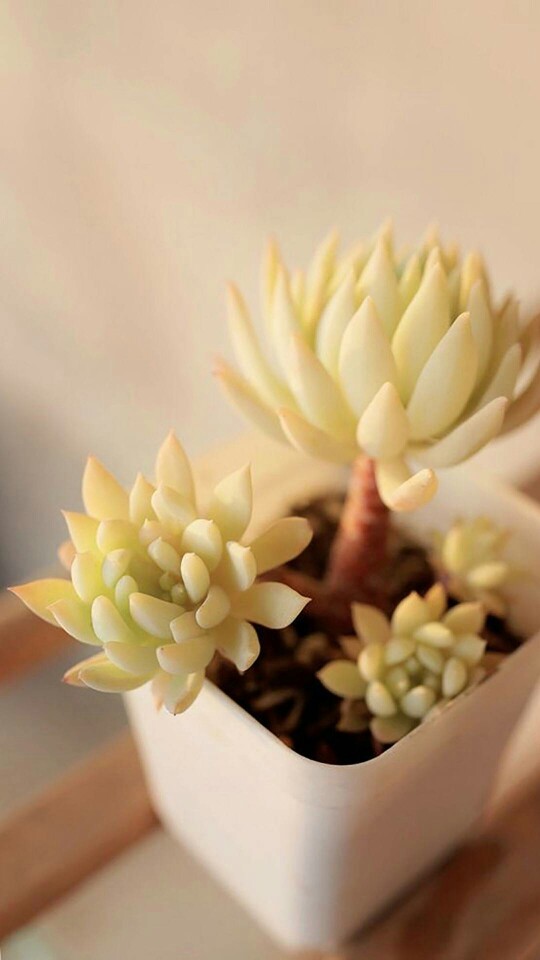 多肉植物壁纸