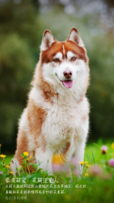 阿拉斯加雪橇犬