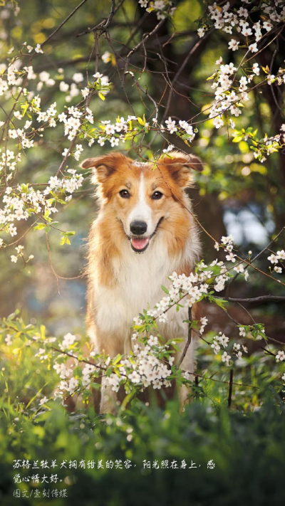 苏格兰牧羊犬