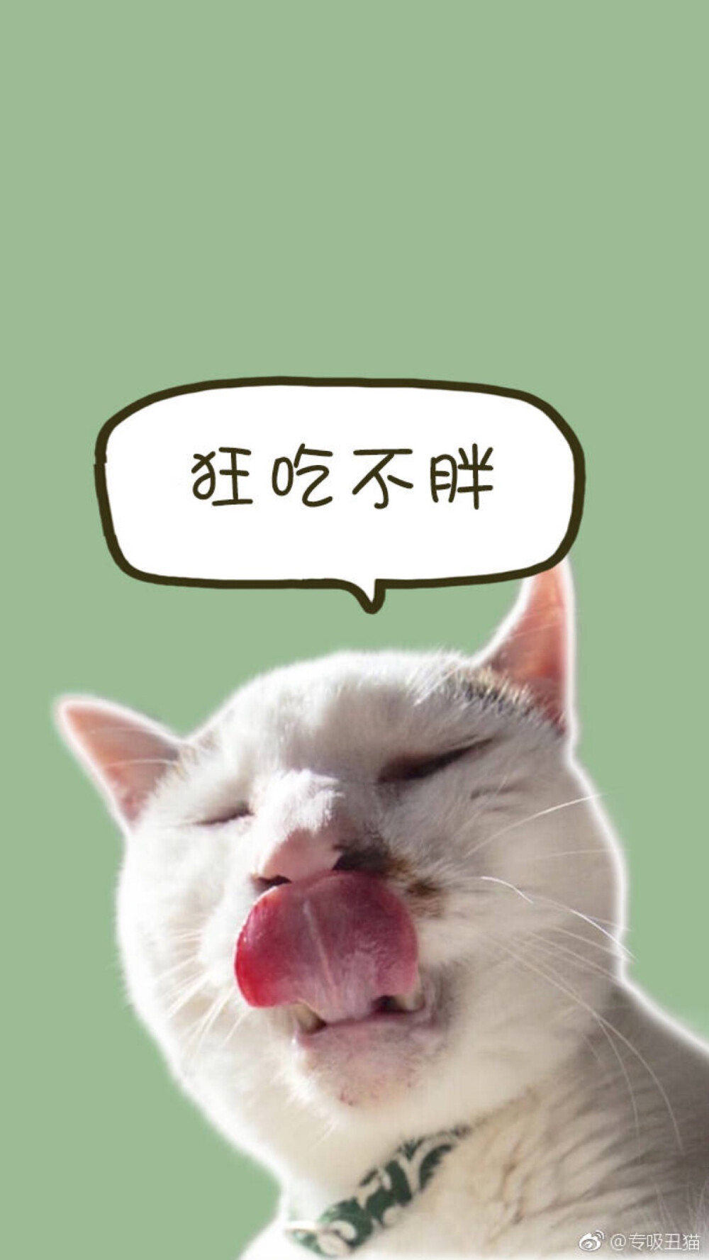 狂吃不胖，丑萌猫