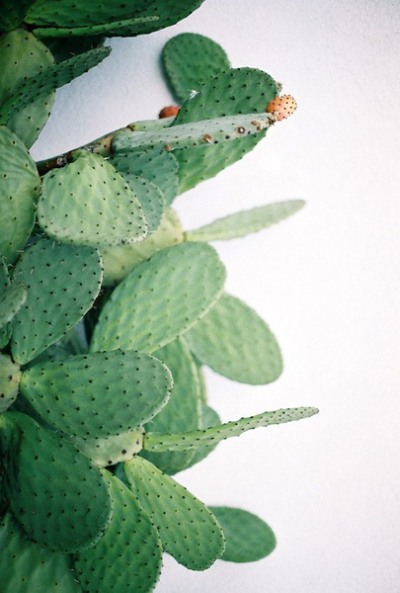 夏日 清新 壁纸 仙人掌