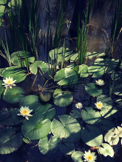 花开那年