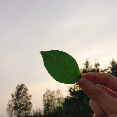 沿逝随风