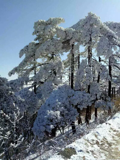 雪后黄山 ‖初逢雨雪新霁‖ 风景 摄影 美图 壁纸