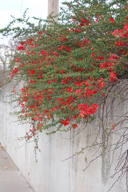 花墙