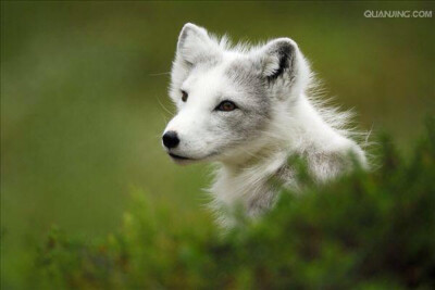 北极狐毛皮既长又软且厚，所以北极狐可忍受严寒。冬天全身毛色为纯雪白色，仅无毛的鼻尖和尾端黑色，自春天至夏天逐渐转变为青灰色，夏季体毛为灰黑色