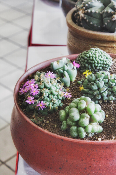 上海国际多肉植物展