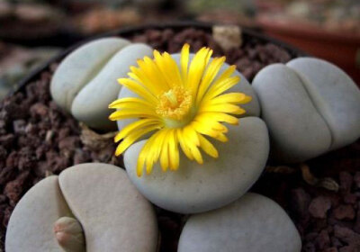 【生石花】(Lithops pseudotruncatella (Bgr.) N.E.B)属于番杏科生石花属物种，被喻为"有生命的石头"。【别称】石头花、曲玉、象蹄、元宝【物种分类】福来玉、花纹玉、日轮玉、朱弦玉、李夫人等。