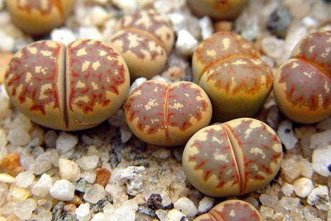 【生石花】(Lithops pseudotruncatella (Bgr.) N.E.B)属于番杏科生石花属物种，被喻为"有生命的石头"。【别称】石头花、曲玉、象蹄、元宝【物种分类】福来玉、花纹玉、日轮玉、朱弦玉、李夫人等。