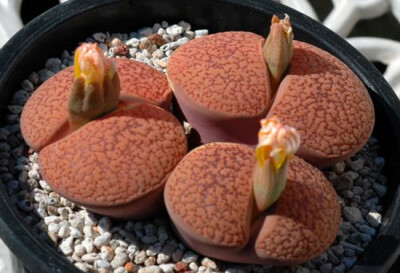 【生石花】(Lithops pseudotruncatella (Bgr.) N.E.B)属于番杏科生石花属物种，被喻为"有生命的石头"。【别称】石头花、曲玉、象蹄、元宝【物种分类】福来玉、花纹玉、日轮玉、朱弦玉、李夫人等。