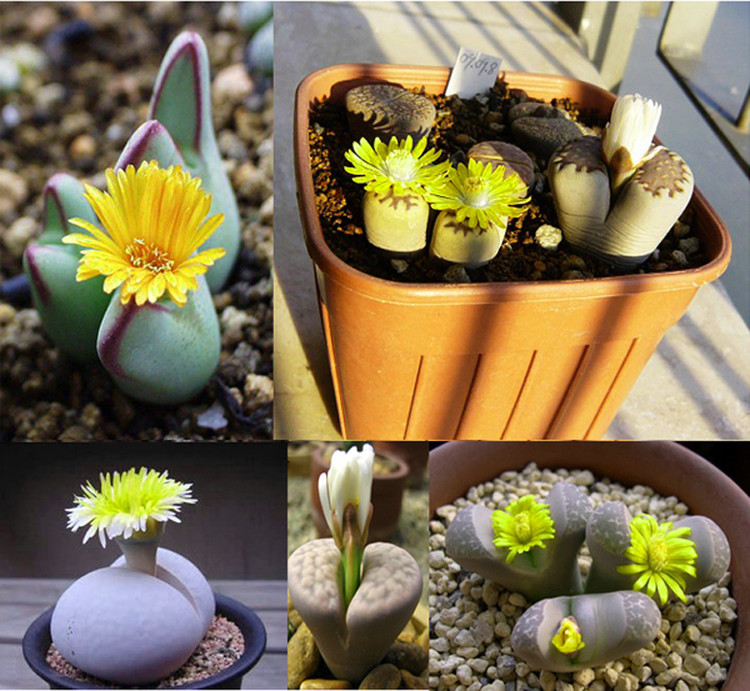 【生石花】(Lithops pseudotruncatella (Bgr.) N.E.B)属于番杏科生石花属物种，被喻为"有生命的石头"。【别称】石头花、曲玉、象蹄、元宝【物种分类】福来玉、花纹玉、日轮玉、朱弦玉、李夫人等。