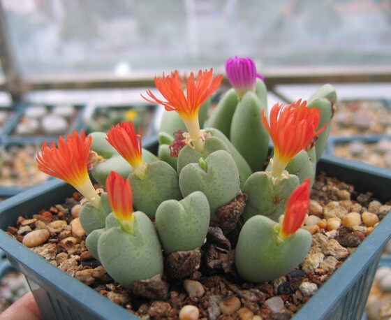 【生石花】(Lithops pseudotruncatella (Bgr.) N.E.B)属于番杏科生石花属物种，被喻为"有生命的石头"。【别称】石头花、曲玉、象蹄、元宝【物种分类】福来玉、花纹玉、日轮玉、朱弦玉、李夫人等。