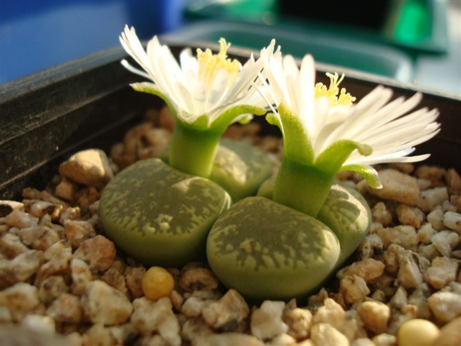 【生石花】(Lithops pseudotruncatella (Bgr.) N.E.B)属于番杏科生石花属物种，被喻为"有生命的石头"。【别称】石头花、曲玉、象蹄、元宝【物种分类】福来玉、花纹玉、日轮玉、朱弦玉、李夫人等。