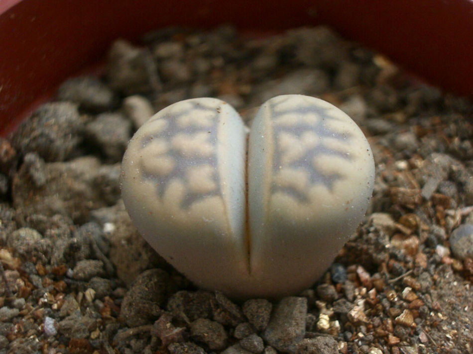 【生石花】(Lithops pseudotruncatella (Bgr.) N.E.B)属于番杏科生石花属物种，被喻为"有生命的石头"。【别称】石头花、曲玉、象蹄、元宝【物种分类】福来玉、花纹玉、日轮玉、朱弦玉、李夫人等。