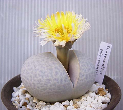 【生石花】(Lithops pseudotruncatella (Bgr.) N.E.B)属于番杏科生石花属物种，被喻为"有生命的石头"。【别称】石头花、曲玉、象蹄、元宝【物种分类】福来玉、花纹玉、日轮玉、朱弦玉、李夫人等。