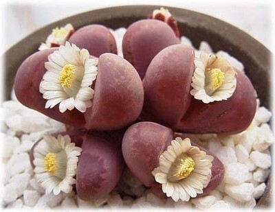 【生石花】(Lithops pseudotruncatella (Bgr.) N.E.B)属于番杏科生石花属物种，被喻为"有生命的石头"。【别称】石头花、曲玉、象蹄、元宝【物种分类】福来玉、花纹玉、日轮玉、朱弦玉、李夫人等。