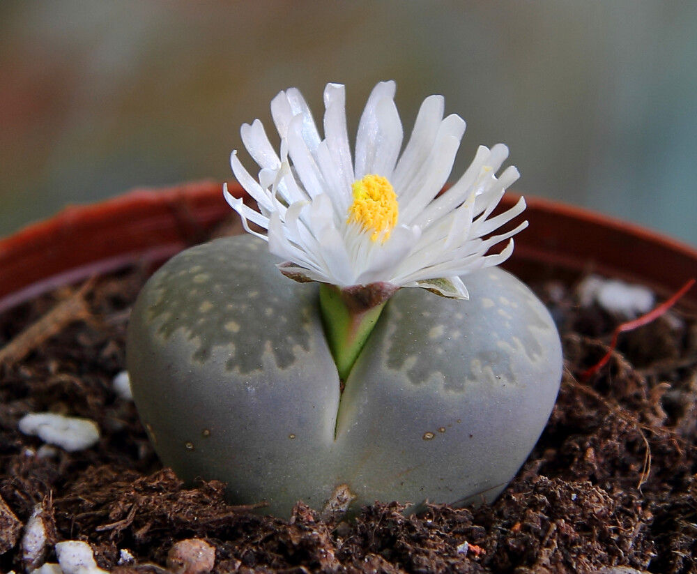 【生石花】(Lithops pseudotruncatella (Bgr.) N.E.B)属于番杏科生石花属物种，被喻为"有生命的石头"。【别称】石头花、曲玉、象蹄、元宝【物种分类】福来玉、花纹玉、日轮玉、朱弦玉、李夫人等。