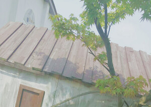 鸡爪槭（枫叶）