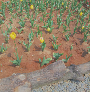 忘了这叫什么花