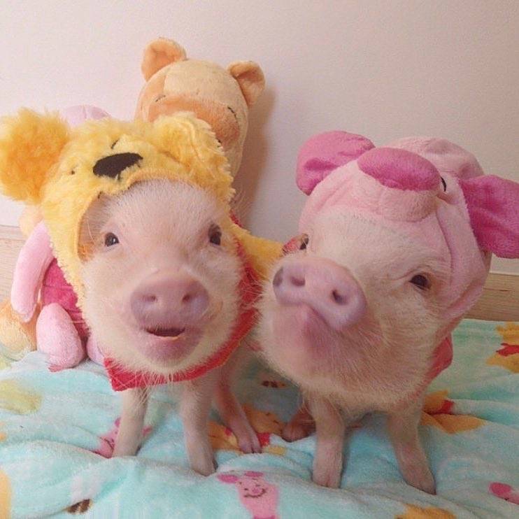 猪猪和狗狗的情侣头像图片