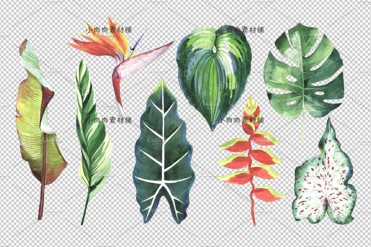绿色热带植物树叶龟背蜂鸟蝴蝶天堂鸟手绘水彩PNG设计素材png224