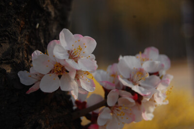 花团锦簇