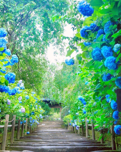 紫阳花
