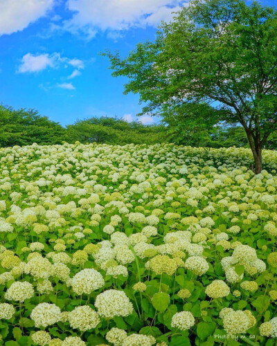 紫阳花