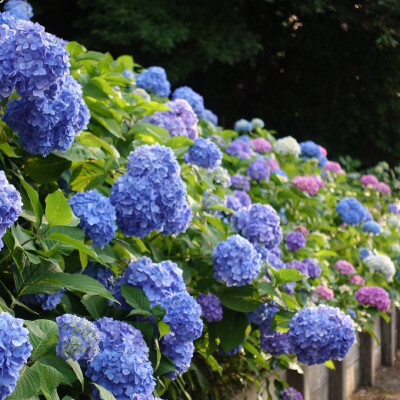 紫阳花