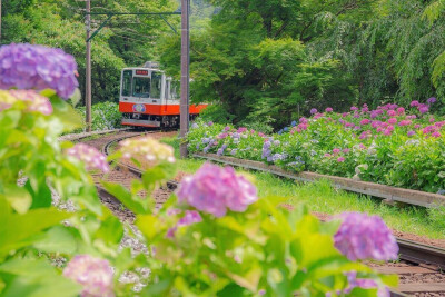 紫阳花