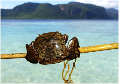 Malaysia Borneo, Sabah, Mantabuan Island
马来西亚婆罗洲 沙巴州属 曼达布安岛